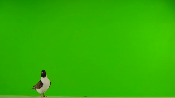 Flying Pigeons Isolated Green Screen Slow Motion — Stock Video