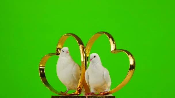 Hochzeitstauben Sitzen Auf Einem Hochzeitssymbol Aus Goldenen Herzen Green Screen — Stockvideo