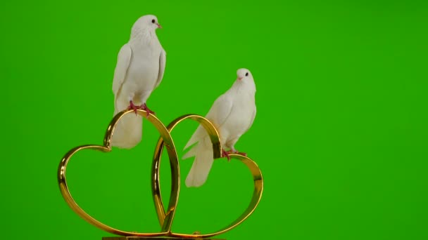 Свадебные Голуби Сидят Свадебном Символе Золотых Сердец Зеленый Экран — стоковое видео