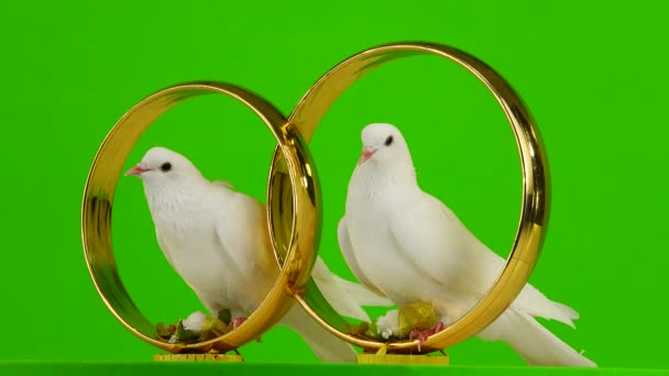 Wedding Doves Sit Wedding Symbol Golden Rings Green Screen — Stock Video