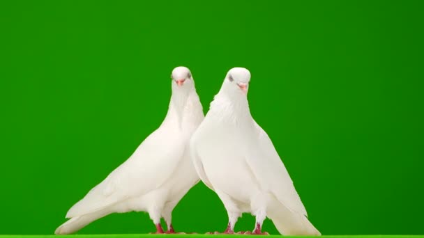 Deux colombes blanches sur un écran vert .