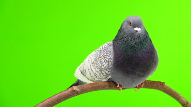 光洁的山猫鸽子坐在树枝上 隔离在绿色的屏幕上 — 图库视频影像