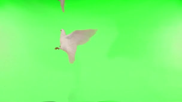 Flying Pigeons Isolated Green Screen Slow Motion — 비디오