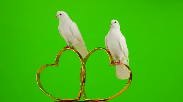 Γαμήλια Περιστέρια Κάθονται Ένα Σύμβολο Γάμου Χρυσά Δαχτυλίδια Πράσινη Οθόνη — Αρχείο Βίντεο