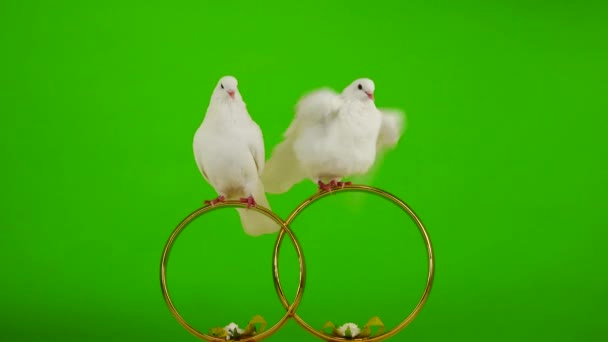 Wedding Doves Sit Wedding Symbol Golden Rings Green Screen — 비디오