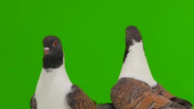 İki Alman güvercin modenası Gren Screen 'de izole edilmiş, uçan güvercin