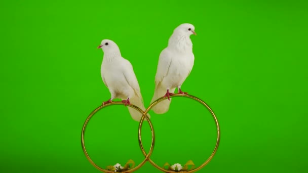 Colombes de mariage assis sur un symbole de mariage des anneaux d'or. écran vert .