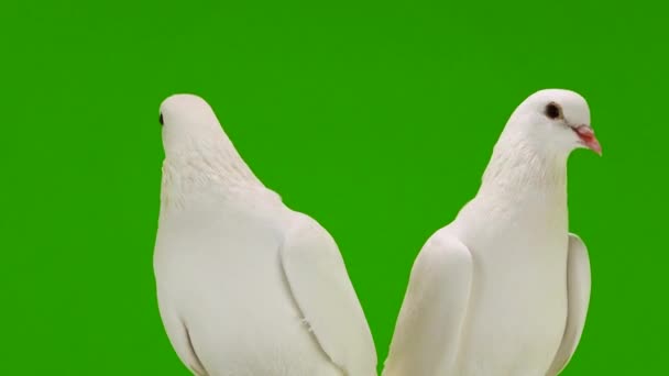 Twee Witte Duiven Een Groen Scherm — Stockvideo