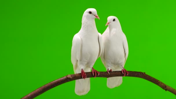 Dos Palomas Blancas Están Sentadas Una Rama Árbol Una Pantalla — Vídeo de stock