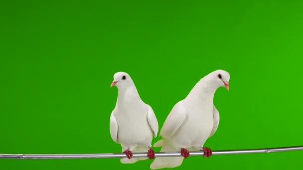 Two White Doves Sitting Tree Branch Green Screen — Stock Video