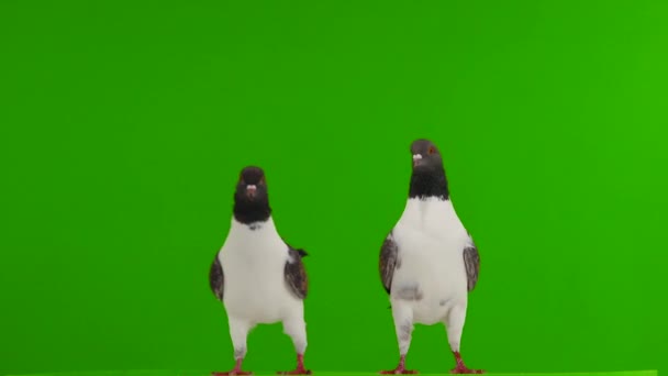グレンスクリーンに隔離された2匹のドイツ鳩モデナ — ストック動画