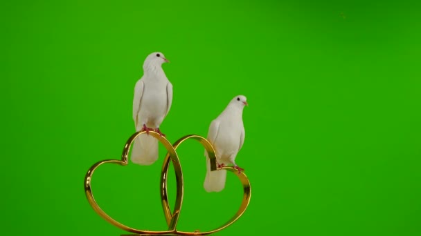 Gołębie Weselne Siedzą Ślubnym Symbolu Złotych Serc Zielony Ekran — Wideo stockowe