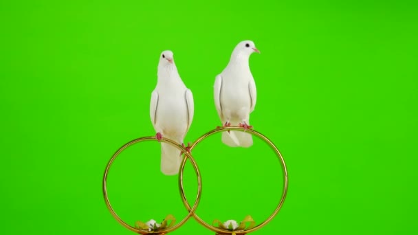 Pombas Casamento Sentam Símbolo Casamento Corações Ouro Tela Verde — Vídeo de Stock