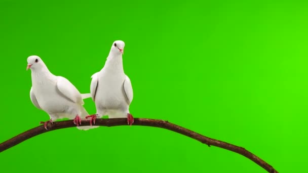 Two White Doves Sitting Tree Branch Green Screen — Stock Video