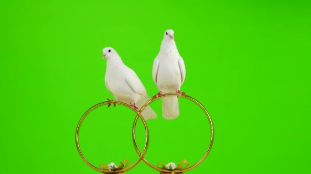 Wedding Doves Sit Wedding Symbol Golden Hearts Green Screen — 비디오