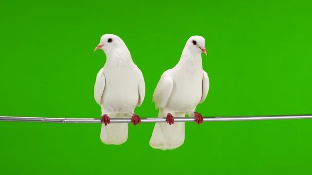 Deux colombes blanches sont assises sur une branche d'arbre sur un écran vert .