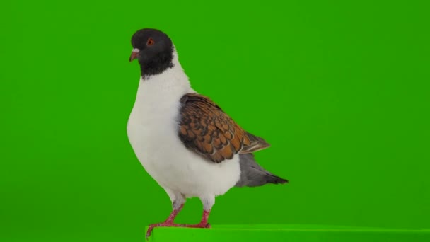 緑の画面に興味津々の鳩 — ストック動画