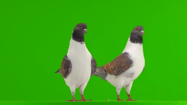 Deux Modènes Pigeons Allemands Isolés Sur Écran Vert — Video