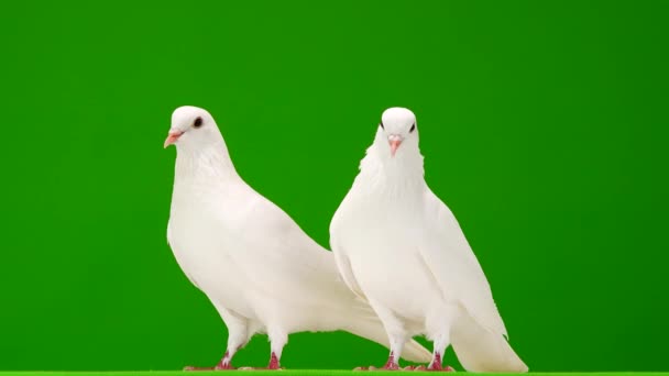 Deux colombes blanches sur un écran vert .