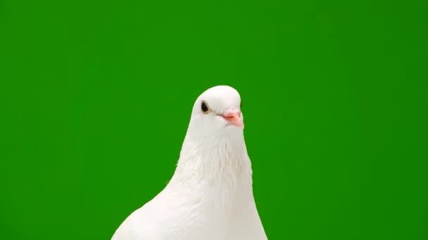 Portrait White Dove Green Screen — Stock Video