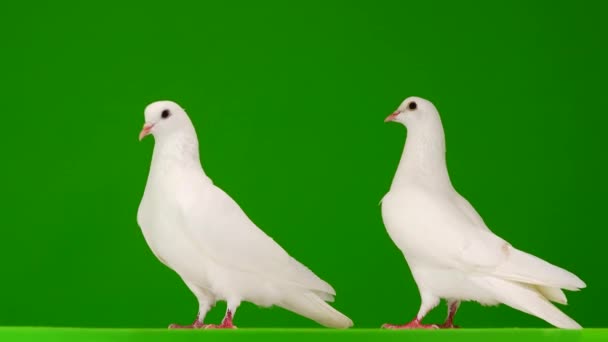 Zwei Weiße Tauben Auf Einer Grünen Leinwand — Stockvideo