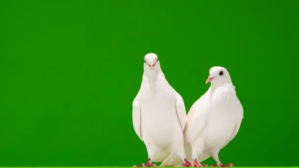 Deux colombes blanches sur un écran vert .
