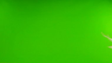 İzole edilmiş yeşil ekranda uçan güvercinler. yavaş çekim