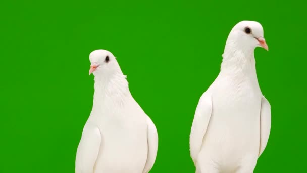 Dwa Białe Gołębie Zielonym Ekranie — Wideo stockowe