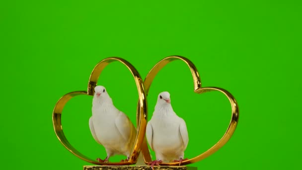 婚鸽坐在一个金色心脏的婚礼标志上 绿色屏幕 — 图库视频影像