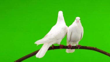 İki beyaz güvercin yeşil ekranda bir ağaç dalında oturuyor..