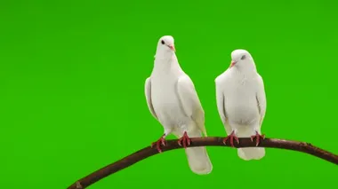 İki beyaz güvercin yeşil ekranda bir ağaç dalında oturuyor..