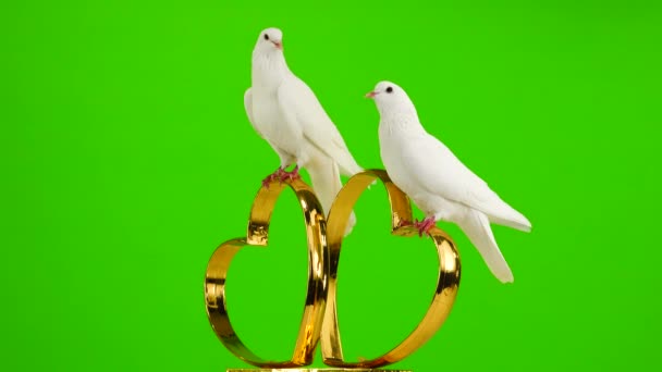 Γαμήλια Περιστέρια Κάθονται Ένα Γαμήλιο Σύμβολο Χρυσών Καρδιών Πράσινη Οθόνη — Αρχείο Βίντεο