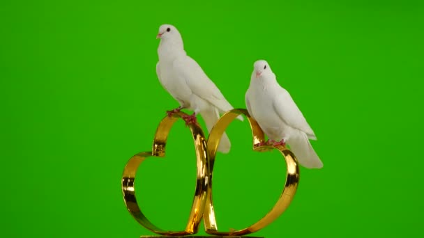 Svatební Holubice Sedí Svatebním Symbolu Zlatých Srdcí Zelená Obrazovka — Stock video