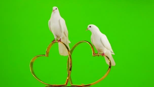 Весільні Голуби Сидять Весіллі Символ Золотих Сердець Зелений Екран — стокове відео