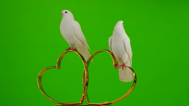 Hochzeitstauben Sitzen Auf Einem Hochzeitssymbol Aus Goldenen Herzen Green Screen — Stockvideo