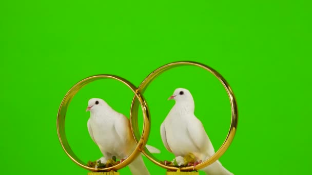 Düğün Güvercinleri Altın Yüzüklerin Üzerinde Otururlar Yeşil Ekran — Stok video