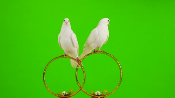 Wedding Doves Sit Wedding Symbol Golden Rings Green Screen — Stock Video