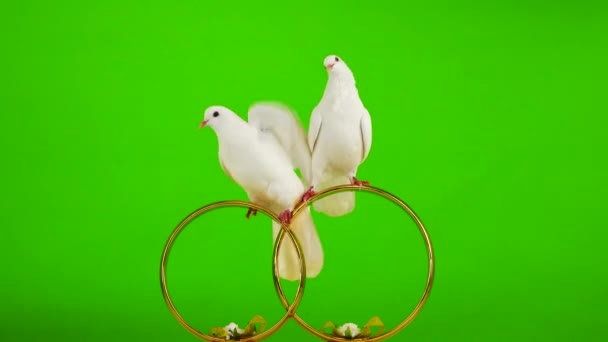 Svatební Holubice Sedí Svatebním Symbolu Zlatých Prstenů Zelená Obrazovka — Stock video