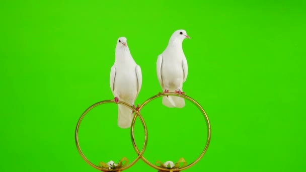 Wedding Doves Sit Wedding Symbol Golden Rings Green Screen — Stock Video