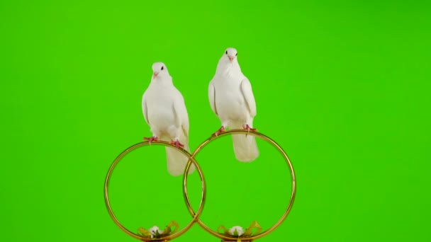 Colombes de mariage assis sur un symbole de mariage des anneaux d'or. écran vert .