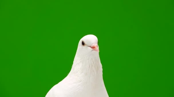 Portrait White Doves Green Screen — Stock Video