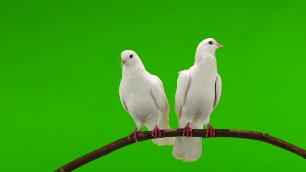 Duas Pombas Brancas Estão Sentadas Galho Árvore Uma Tela Verde — Vídeo de Stock