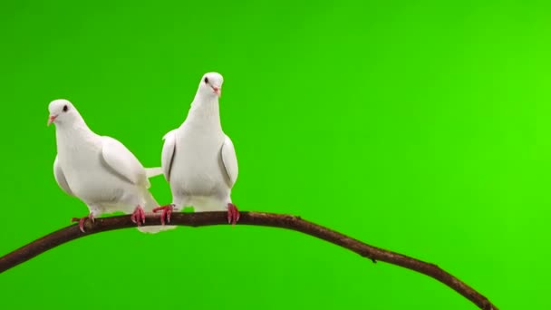 Duas Pombas Brancas Estão Sentadas Galho Árvore Uma Tela Verde — Vídeo de Stock