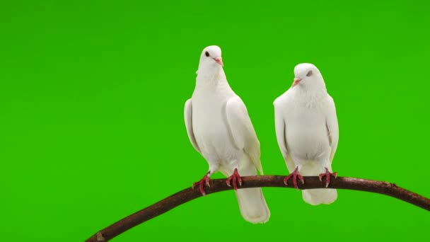 Two White Doves Sitting Tree Branch Green Screen — Stock Video