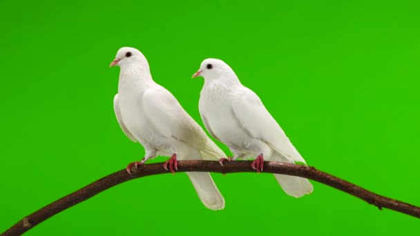 Two White Doves Sitting Tree Branch Green Screen — Stock Video