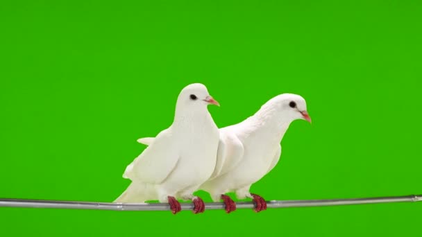 Deux colombes blanches sont assises sur une branche d'arbre sur un écran vert .