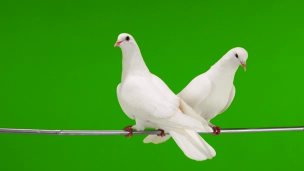 Deux colombes blanches sont assises sur une branche d'arbre sur un écran vert .