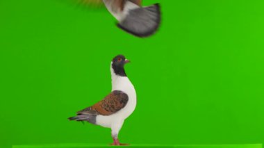 İki Alman güvercin modena Gren Screen 'de izole edilmiş, uçan güvercin