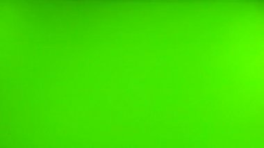 Yeşil ekranda uçan bir güvercin. Yavaş çekim.