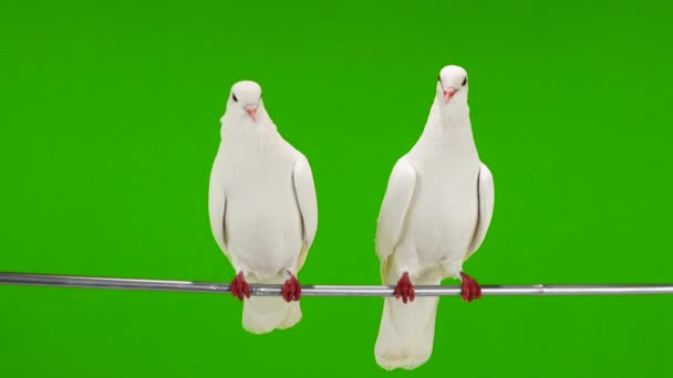 Two White Doves Sitting Tree Branch Green Screen — Stock Video